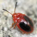 Stenotarsus hispidus - photo 4