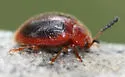 Stenotarsus hispidus - photo 5
