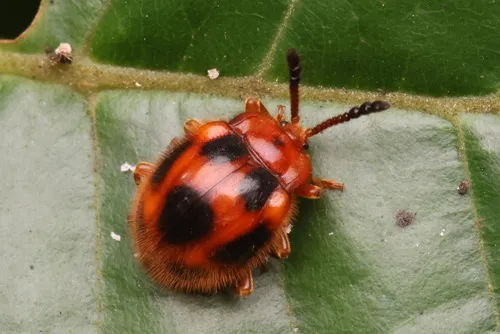 Stenotarsus pardalis