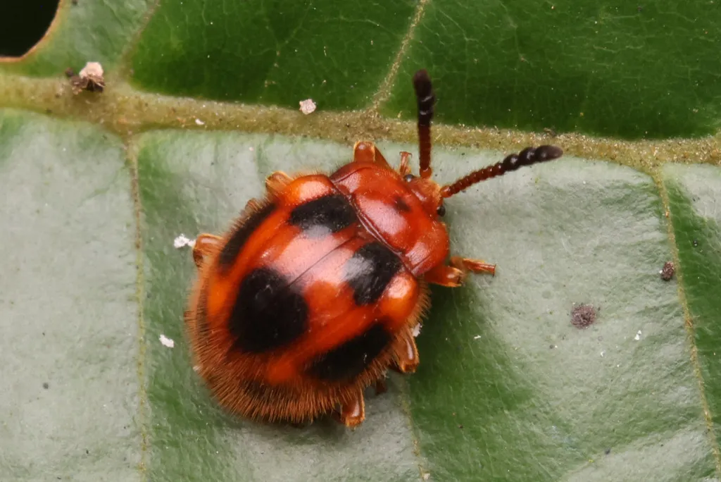 Stenotarsus pardalis - photo 2