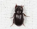 Stenotothorax badipes - photo 2
