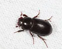 Stenotothorax badipes - photo 3