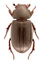 Stenotothorax badipes - photo 4