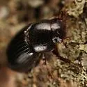 Stenotothorax badipes - photo 5