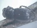 Stenotothorax cribratulus - Stenotothorax cribratulus