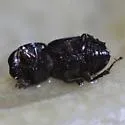 Stenotothorax cribratulus - photo 2