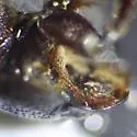 Stenotothorax cribratulus - photo 3