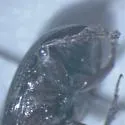 Stenotothorax cribratulus - photo 4