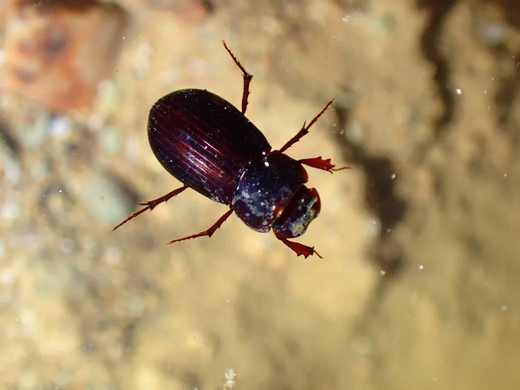 Stenotothorax gardneri - photo 2