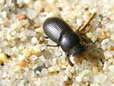 Stenotothorax oriens