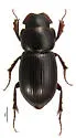 Stenotothorax oriens - photo 2