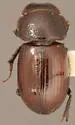 Stenotothorax ovipennis