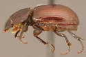 Stenotothorax ovipennis - photo 2