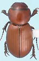 Stenotothorax parapyriformis