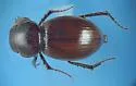 Stenotothorax pyriformis