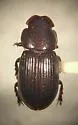 Stenotothorax sparsus