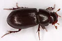 Stenotothorax sparsus - photo 2