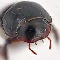 Stenotothorax sparsus - photo 4