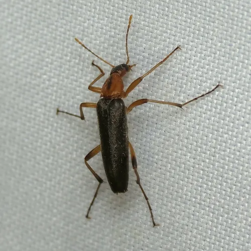 False Longhorn Beetles - Stenotrachelidae