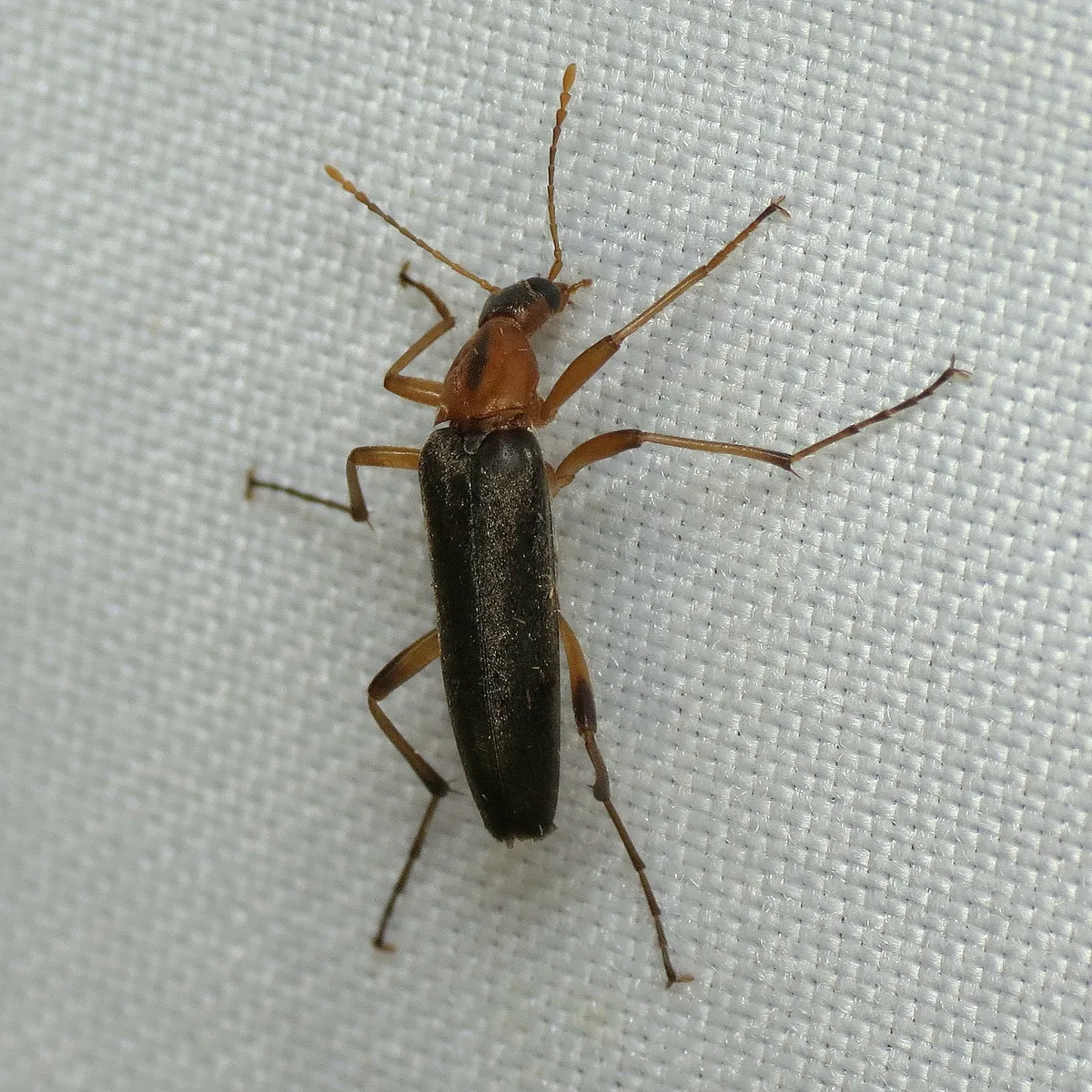 False Longhorn Beetles - photo 2
