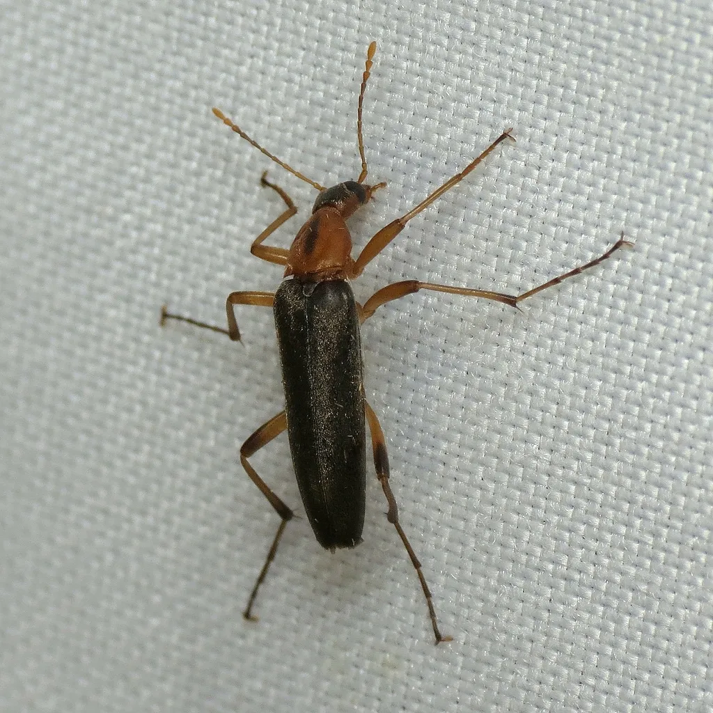 False Longhorn Beetles - photo 3
