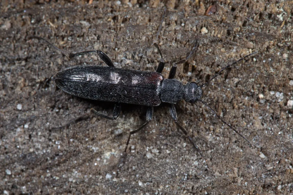 Stenotrachelus aeneus