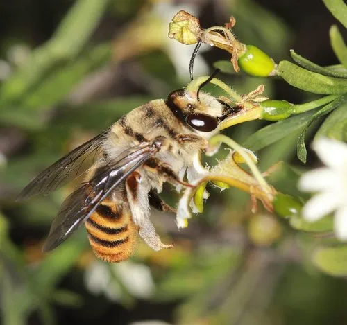 Swift and Comb-bearer Bees - Stenotritidae