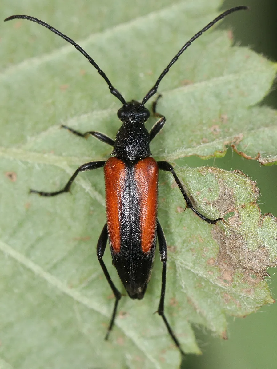 Stenurella melanura - photo 3