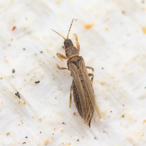 Stenurothripidae - Stenurothripidae
