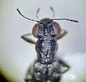 Stenus alpicola - photo 2