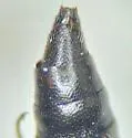 Stenus alpicola - photo 4