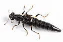 Stenus annularis - photo 2