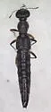 Stenus austini - Stenus austini