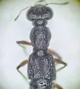 Stenus austini - photo 2