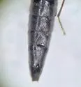 Stenus austini - photo 3