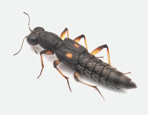 Stenus bimaculatus