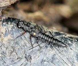 Stenus bimaculatus - photo 2