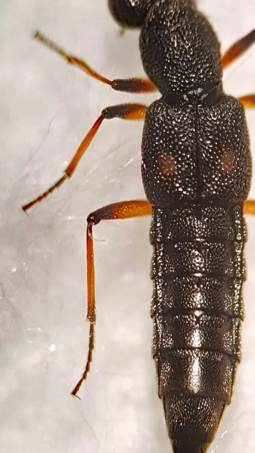 Stenus bimaculatus - photo 3