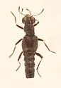 Stenus caenicolus