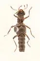Stenus caenicolus - photo 2