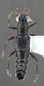 Stenus caenicolus - photo 4