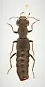 Stenus caseyi