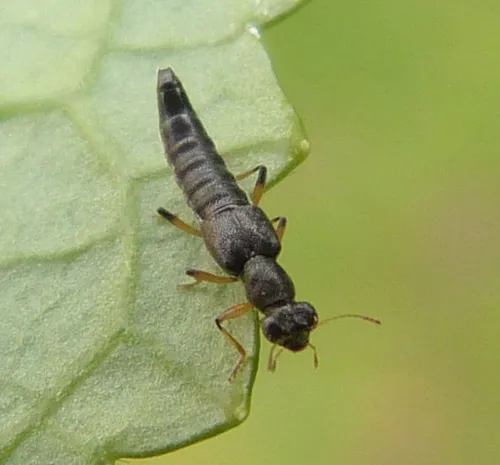 Stenus cicindeloides