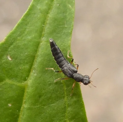 Stenus cicindeloides - photo 2