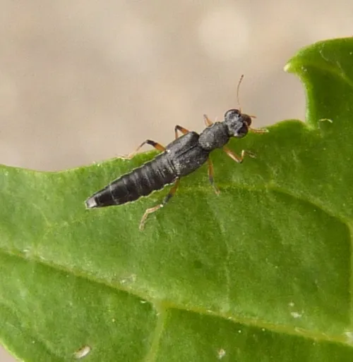 Stenus cicindeloides - photo 3