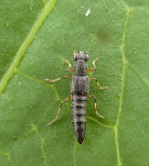 Stenus cicindeloides - photo 4