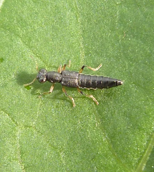 Stenus cicindeloides - photo 5
