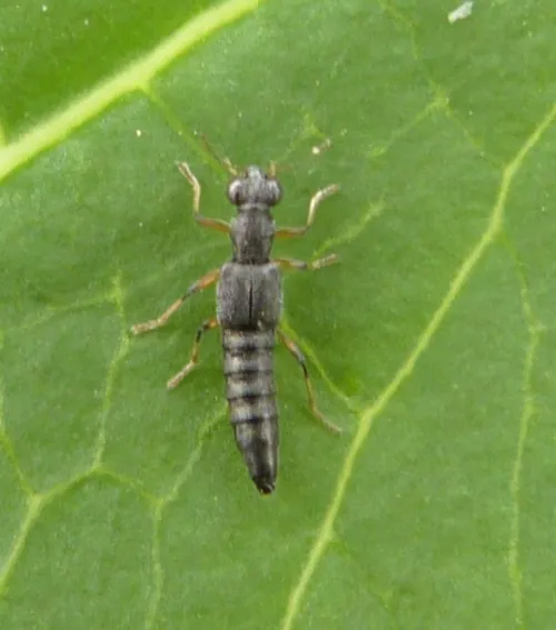 Stenus cicindeloides - photo 7