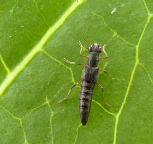 Stenus cicindeloides - photo 8