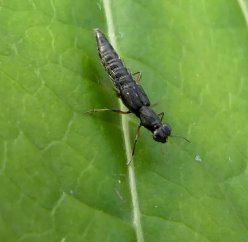 Stenus clavicornis - Stenus clavicornis